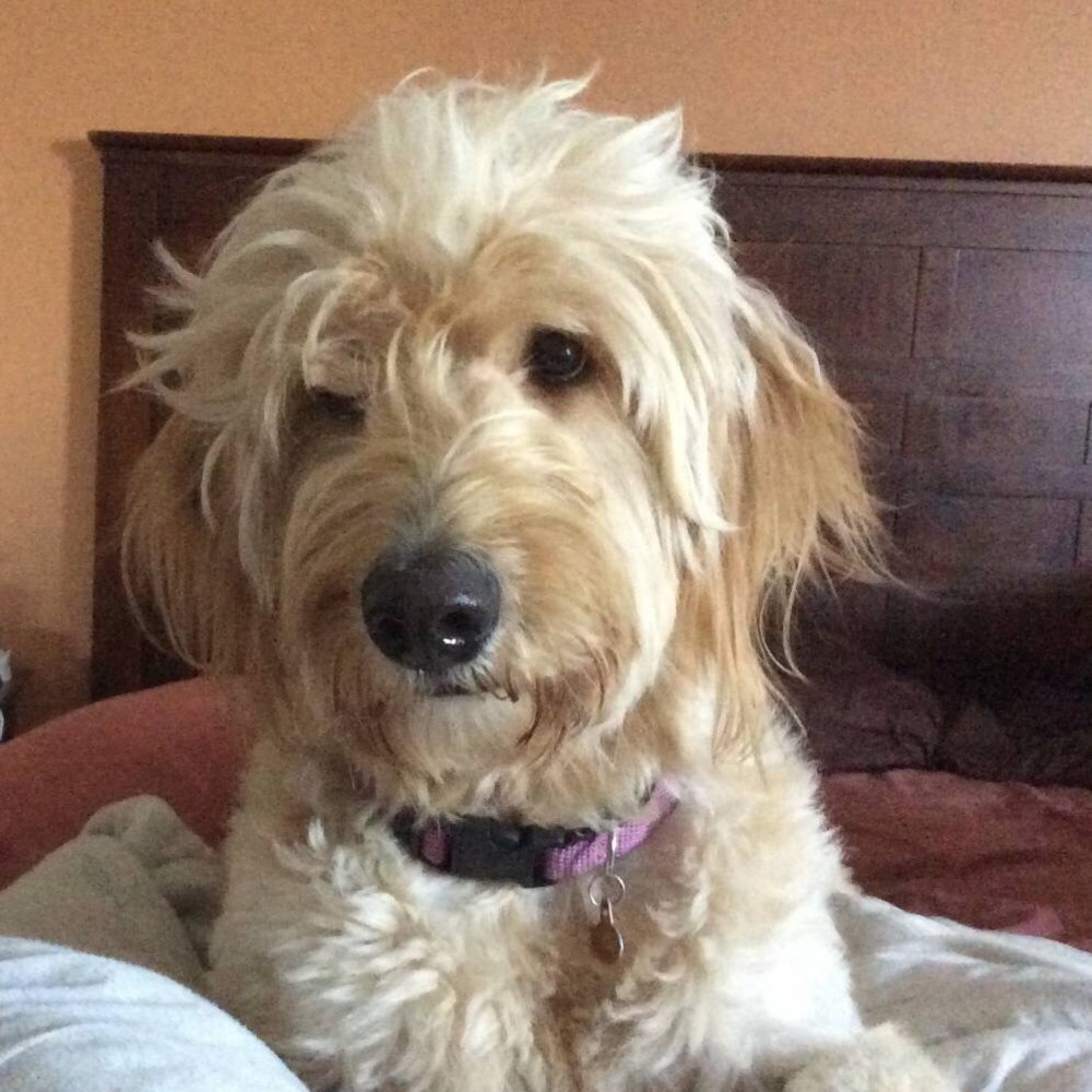 Meet your Posher, Susan